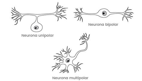 neurona unipolar - la neurona